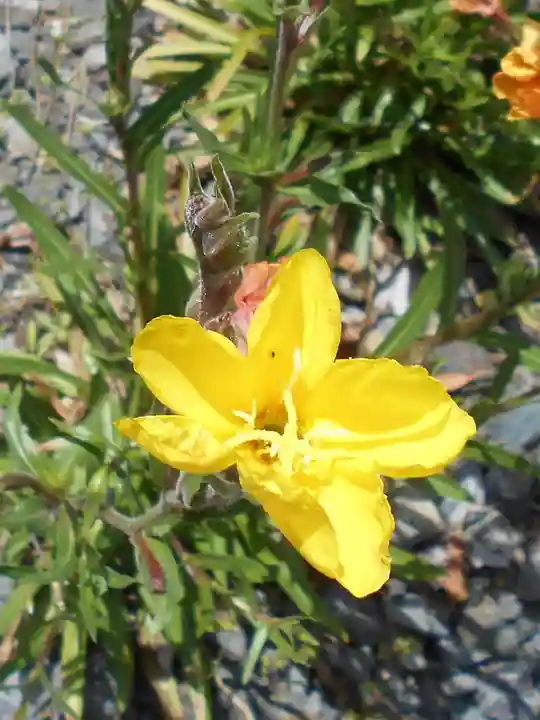 小名浜鹿島神社の自然