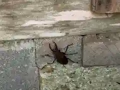 八乙女根尾神社の動物