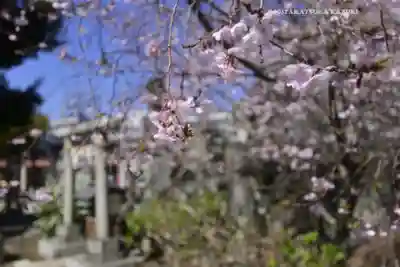 千住神社(東京都)