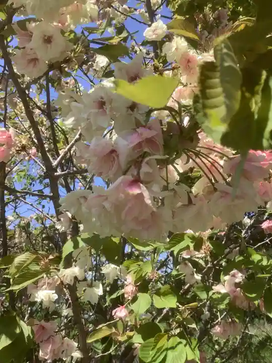 上地八幡宮の自然