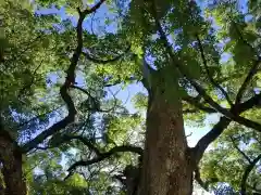 大山祇神社の自然