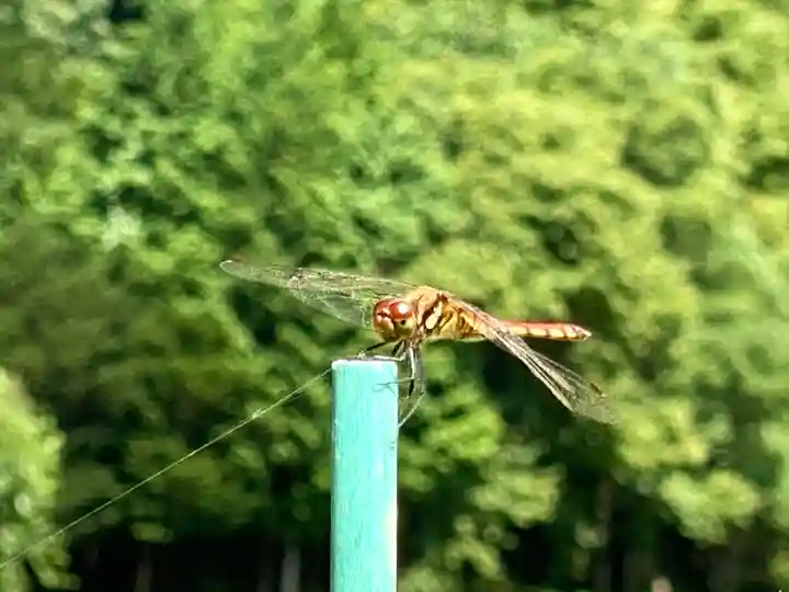 安智羅神社(松尾古城跡)の自然