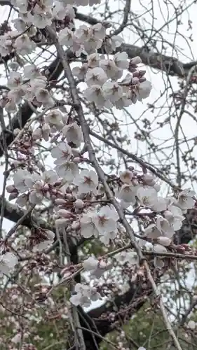 平野神社(京都府)