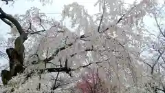 平野神社の自然