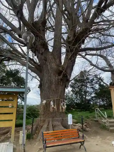 白子神社(千葉県)