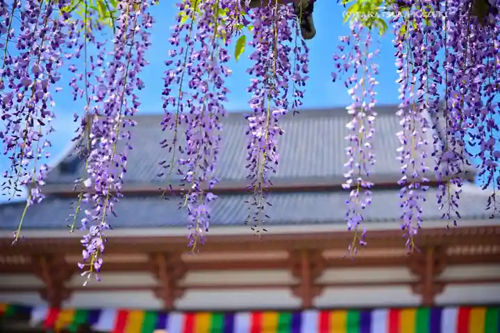 西新井大師総持寺(東京都)
