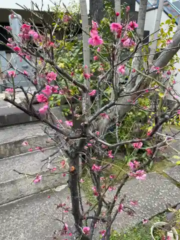 正覚寺の{uncategorized: "未分類", other: "その他", undefined: "問題あり", building: "その他建物", grave: "お墓", sacred_gate: "鳥居", guardian: "狛犬", statue: "像", buddha: "仏像", history: "歴史", nature: "自然", garden: "庭園", animal: "動物", pagoda: "塔", temizu: "手水舎", mountain_gate: "山門・神門", sanctuary: "本殿・本堂", subordinate: "末社・摂社", art: "芸術", scenery: "景色", jizo: "地蔵", ema: "絵馬", goshuin: "御朱印", omikuji: "おみくじ", items: "授与品その他", amulet: "お守り", goshuincho: "御朱印帳", eats: "食事", festival: "お祭り", votive_dance: "神楽", shichigosan: "七五三参", wedding: "結婚式", experience: "体験その他", initially: "初詣", around: "周辺", anti_infection: "感染症対策"}