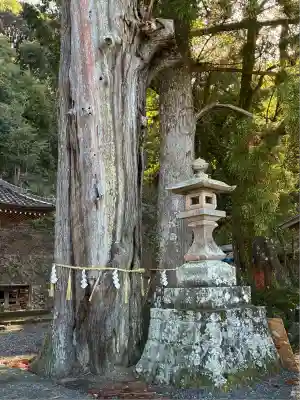 来宮神社(静岡県)