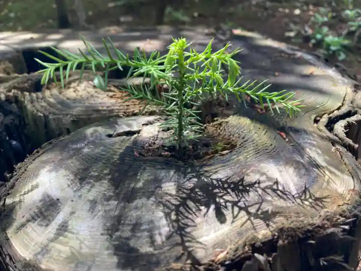 埴生神社(千葉県)