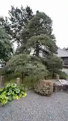 徳源寺の自然