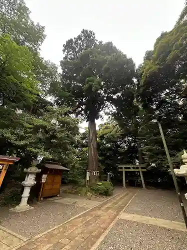 縣神社(千葉県)