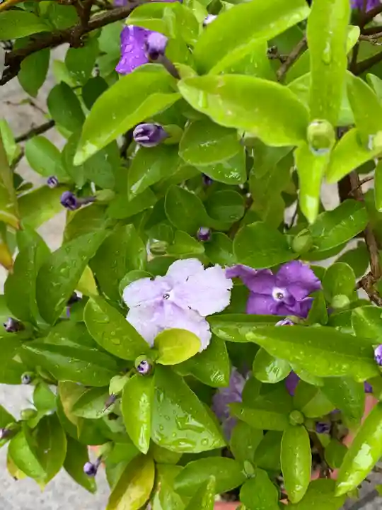三宮神社の自然