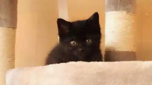 天王山 安楽寺(福井県)