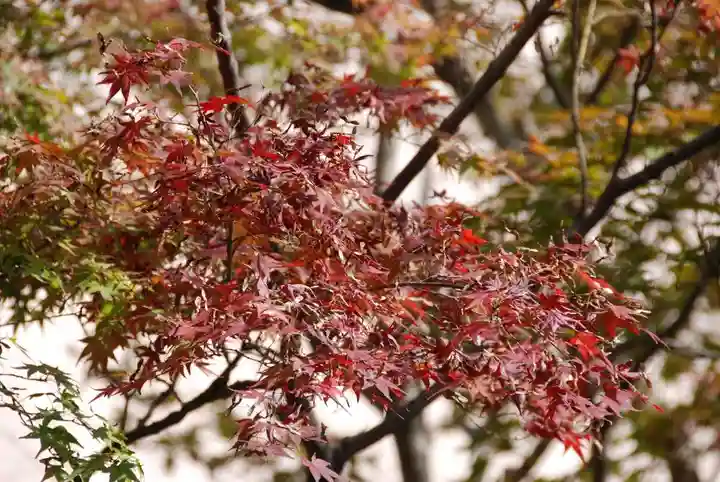 龍福寺(山口県)