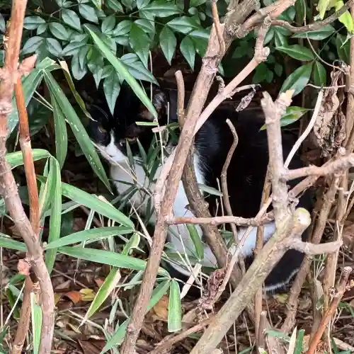 白金氷川神社の{uncategorized: "未分類", other: "その他", undefined: "問題あり", building: "その他建物", grave: "お墓", sacred_gate: "鳥居", guardian: "狛犬", statue: "像", buddha: "仏像", history: "歴史", nature: "自然", garden: "庭園", animal: "動物", pagoda: "塔", temizu: "手水舎", mountain_gate: "山門・神門", sanctuary: "本殿・本堂", subordinate: "末社・摂社", art: "芸術", scenery: "景色", jizo: "地蔵", ema: "絵馬", goshuin: "御朱印", omikuji: "おみくじ", items: "授与品その他", amulet: "お守り", goshuincho: "御朱印帳", eats: "食事", festival: "お祭り", votive_dance: "神楽", shichigosan: "七五三参", wedding: "結婚式", experience: "体験その他", initially: "初詣", around: "周辺", anti_infection: "感染症対策"}