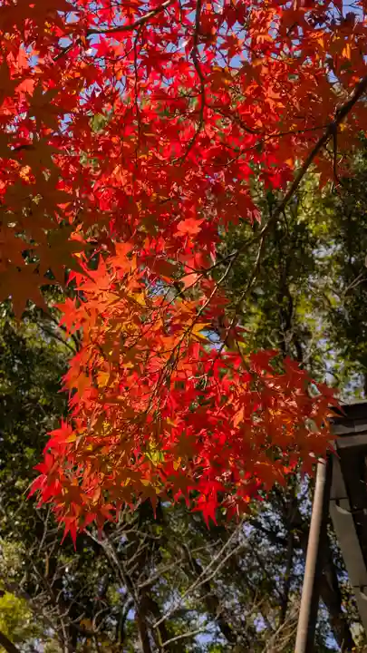 竹中稲荷神社(吉田神社末社)(京都府)