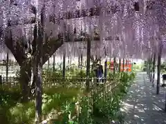 玉敷神社の自然