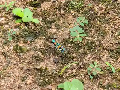 王地山まけきらい稲荷の動物