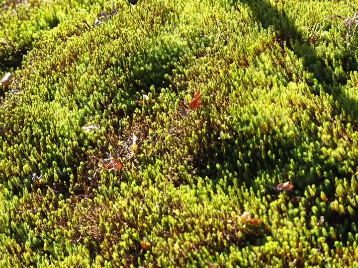 長壽寺(長寿寺)の自然