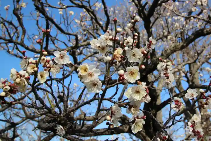 全徳寺(埼玉県)