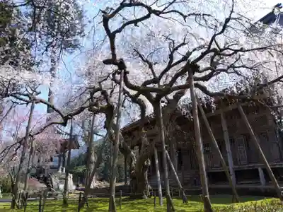 西雲寺(福井県)