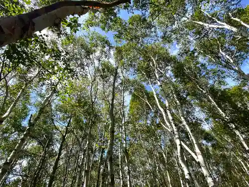 禰固岳神社の自然