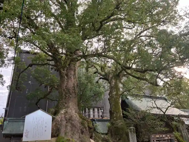 太宰府天満宮(福岡県)