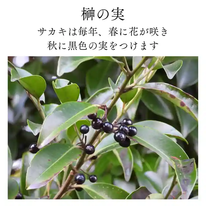 諫早神社(九州総守護 四面宮)の自然