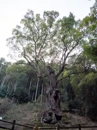 武雄神社の{uncategorized: "未分類", other: "その他", undefined: "問題あり", building: "その他建物", grave: "お墓", sacred_gate: "鳥居", guardian: "狛犬", statue: "像", buddha: "仏像", history: "歴史", nature: "自然", garden: "庭園", animal: "動物", pagoda: "塔", temizu: "手水舎", mountain_gate: "山門・神門", sanctuary: "本殿・本堂", subordinate: "末社・摂社", art: "芸術", scenery: "景色", jizo: "地蔵", ema: "絵馬", goshuin: "御朱印", omikuji: "おみくじ", items: "授与品その他", amulet: "お守り", goshuincho: "御朱印帳", eats: "食事", festival: "お祭り", votive_dance: "神楽", shichigosan: "七五三参", wedding: "結婚式", experience: "体験その他", initially: "初詣", around: "周辺", anti_infection: "感染症対策"}