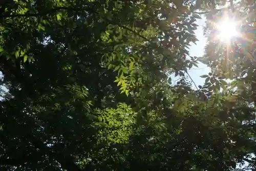 愛宕神社の自然