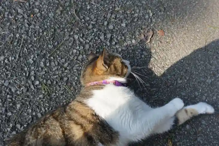 唐澤山神社の動物