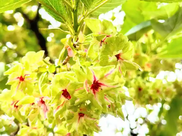 織田神社(福井県)