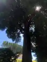 祖母嶽神社の自然