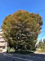 小野神社の自然