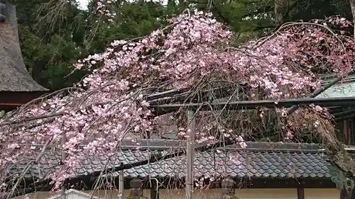 多賀大社の自然