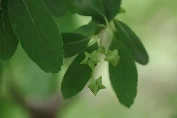 阿久津「田村神社」(郡山市阿久津町)旧社名:伊豆箱根三嶋三社の庭園