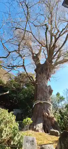 荏柄天神社(神奈川県)