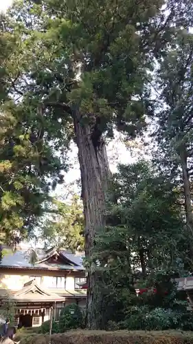 香取神宮の自然