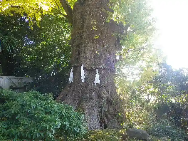 荏柄天神社の自然