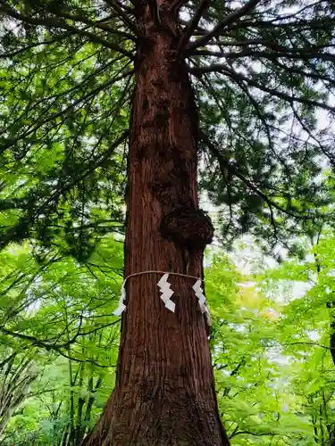 土津神社｜こどもと出世の神さまの自然