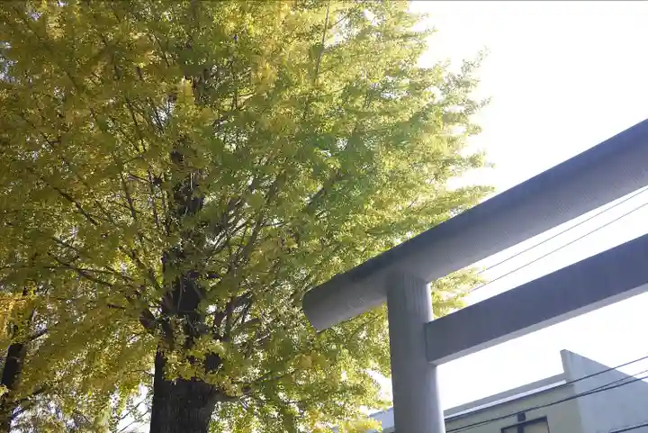 阿佐ヶ谷神明宮(東京都)