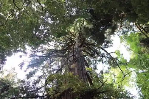 王宮伊豆神社の自然
