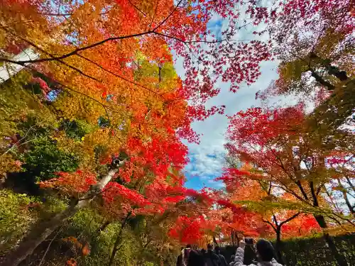 光明寺（粟生光明寺）の{uncategorized: "未分類", other: "その他", undefined: "問題あり", building: "その他建物", grave: "お墓", sacred_gate: "鳥居", guardian: "狛犬", statue: "像", buddha: "仏像", history: "歴史", nature: "自然", garden: "庭園", animal: "動物", pagoda: "塔", temizu: "手水舎", mountain_gate: "山門・神門", sanctuary: "本殿・本堂", subordinate: "末社・摂社", art: "芸術", scenery: "景色", jizo: "地蔵", ema: "絵馬", goshuin: "御朱印", omikuji: "おみくじ", items: "授与品その他", amulet: "お守り", goshuincho: "御朱印帳", eats: "食事", festival: "お祭り", votive_dance: "神楽", shichigosan: "七五三参", wedding: "結婚式", experience: "体験その他", initially: "初詣", around: "周辺", anti_infection: "感染症対策"}