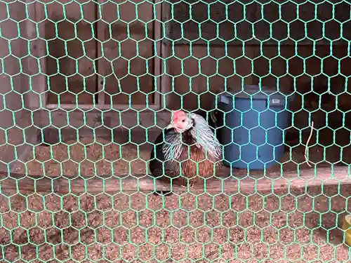 伊古奈比咩命神社(静岡県)