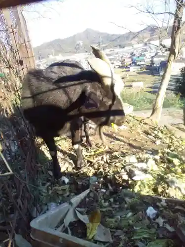 賀茂別雷神社の動物