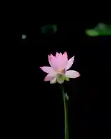 浄土寺(兵庫県)