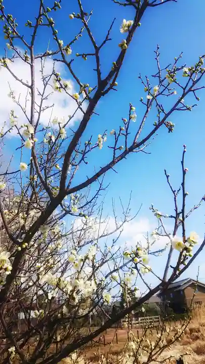 尾張大國霊神社(国府宮)の自然