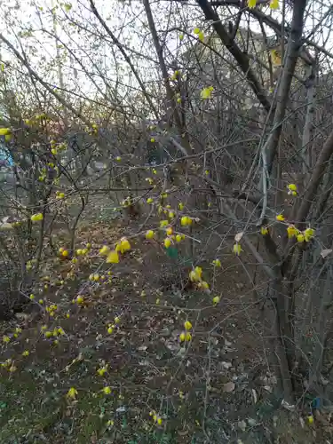 前玉神社の自然
