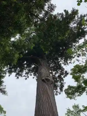 菅原神社の自然