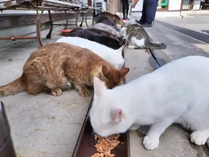 御誕生寺(猫寺)(福井県)